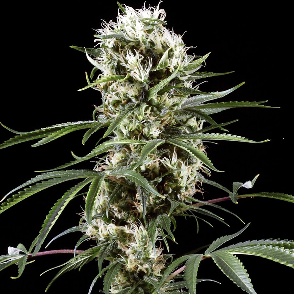 семена конопли недорого Auto Super Lemon Haze CBD feminised Ganja Seeds семена конопли недорого Auto Super Lemon Haze CBD feminised Ganja Seeds