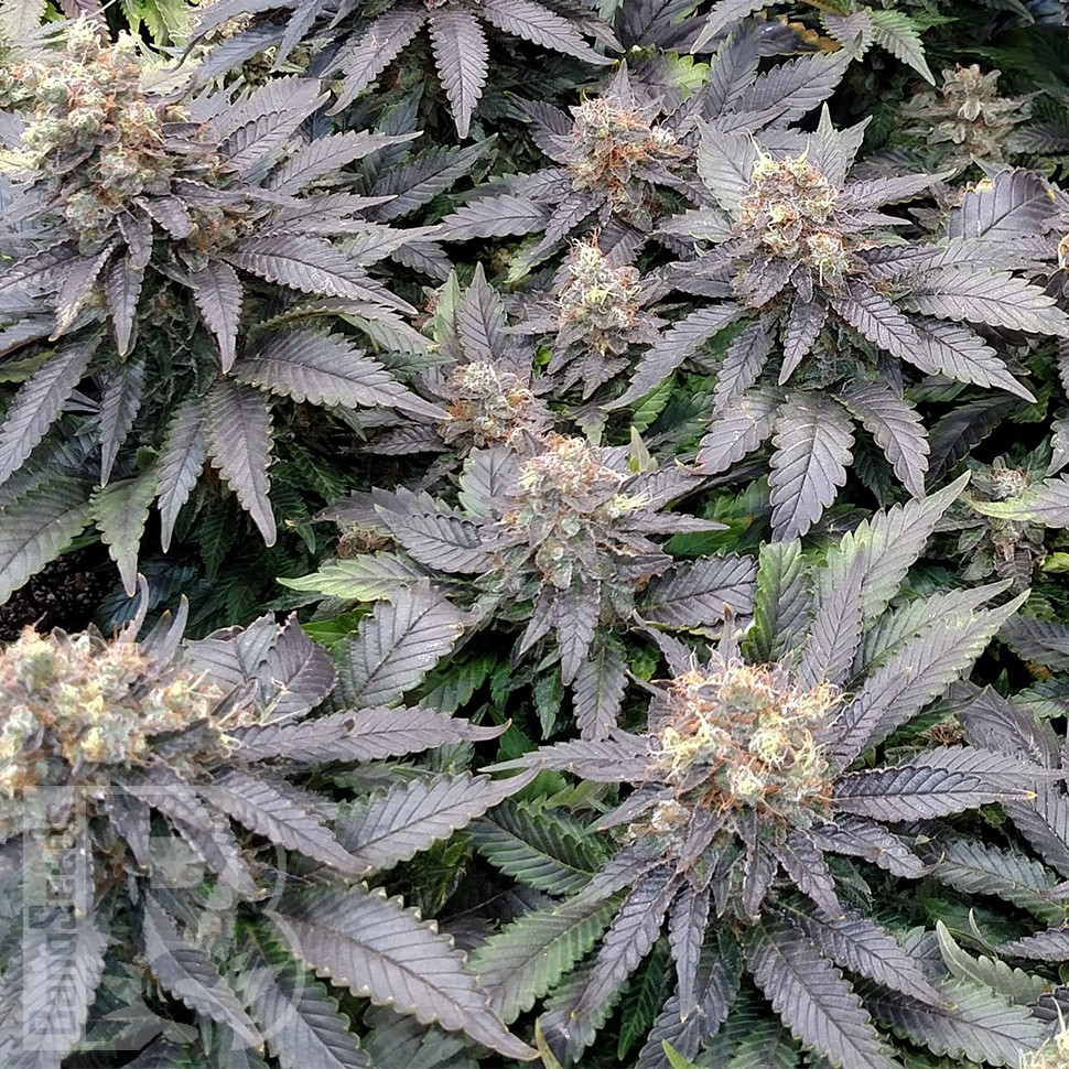 Blue Widow feminised Ganja Seeds Blue Widow feminised Ganja Seeds