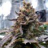Blue Widow feminised Ganja Seeds Blue Widow feminised Ganja Seeds