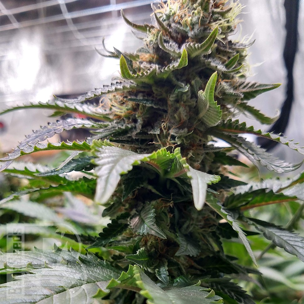 Blue Widow feminised Ganja Seeds Blue Widow feminised Ganja Seeds