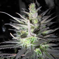 Super Cali Haze feminised Ganja Seeds