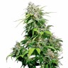 Семена каннабиса Super Cali Haze feminised Ganja Seeds Семена каннабиса Super Cali Haze feminised Ganja Seeds