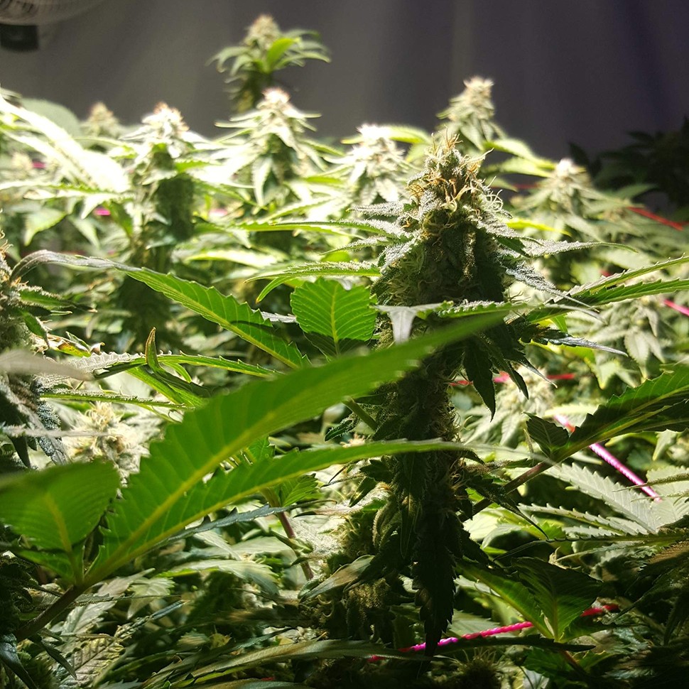 заказать семена конопли Алматы Jamaica Blueberry reg заказать семена конопли Алматы Jamaica Blueberry reg