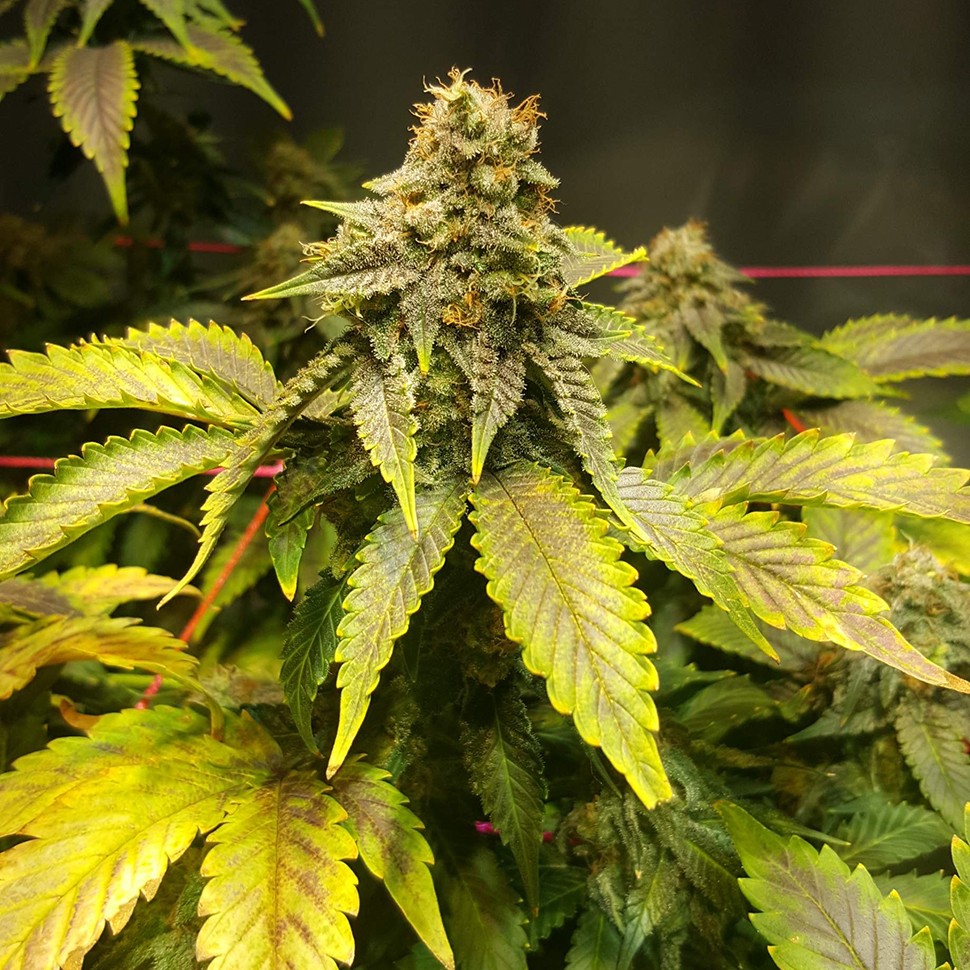 купить семена конопли марихуаны Jamaica Blueberry reg купить семена конопли марихуаны Jamaica Blueberry reg