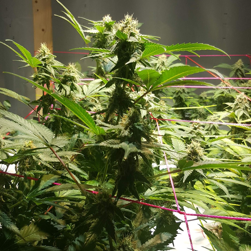 заказ семян конопли Jamaica Blueberry reg заказ семян конопли Jamaica Blueberry reg