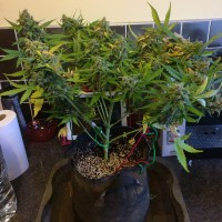 Purple Ryder regular Ganja Seeds