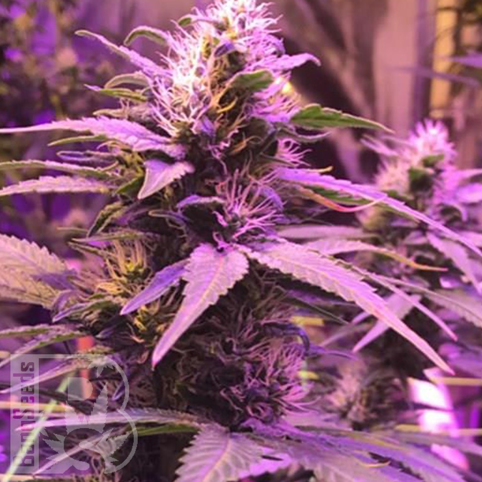 Семена Purple Ryder regular Ganja Seeds Семена Purple Ryder regular Ganja Seeds