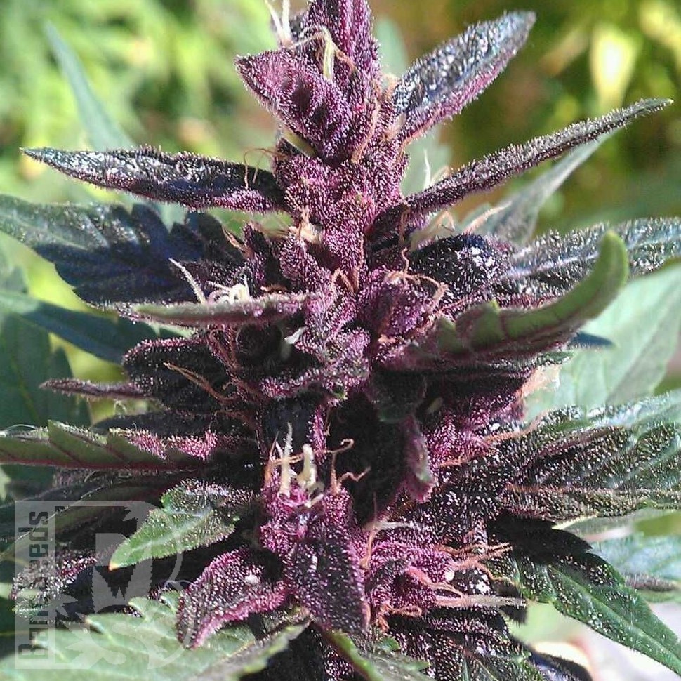 Семена Purple Ryder regular Ganja Seeds Семена Purple Ryder regular Ganja Seeds