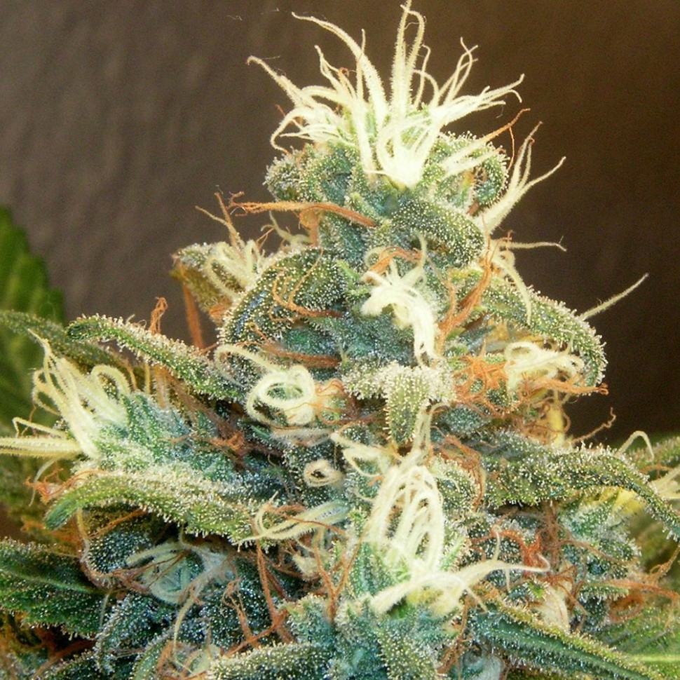Семена марихуаны Power Plant feminised Green Silk Road Seeds