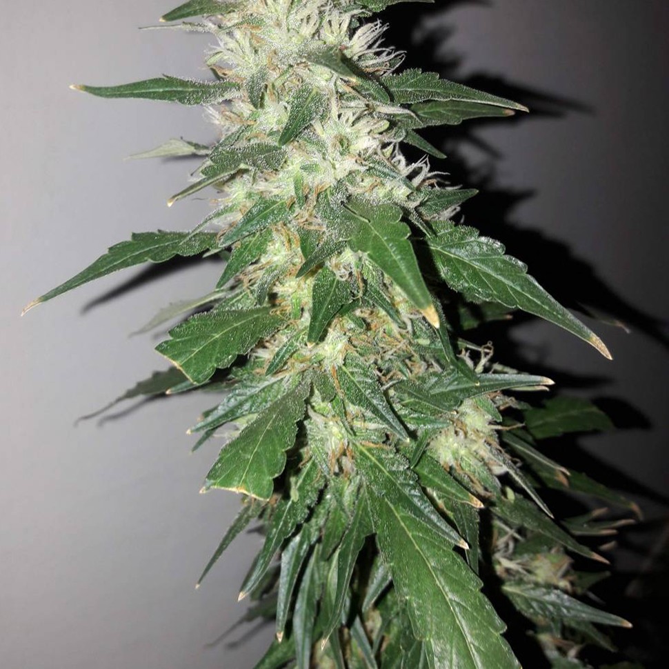 купить мощные семена конопли Power Plant feminised купить мощные семена конопли Power Plant feminised