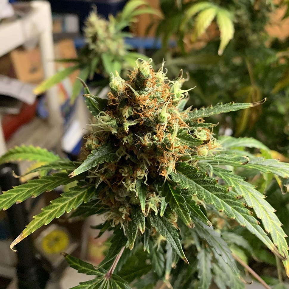 семена конопли Алма-Ата Critical feminised Victory Seeds семена конопли Алма-Ата Critical feminised Victory Seeds