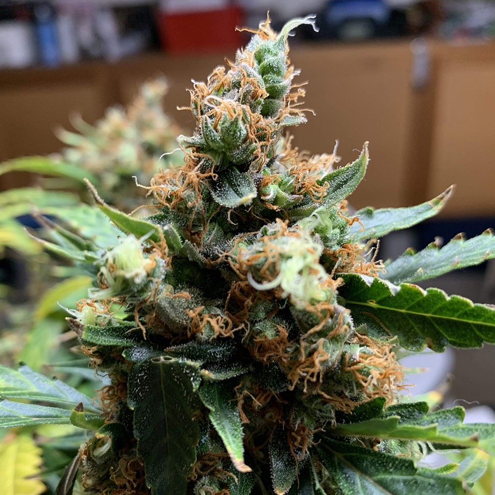 Семена конопли Critical feminised Victory Seeds