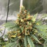 заказать качественные семена конопли Critical feminised Victory Seeds заказать качественные семена конопли Critical feminised Victory Seeds