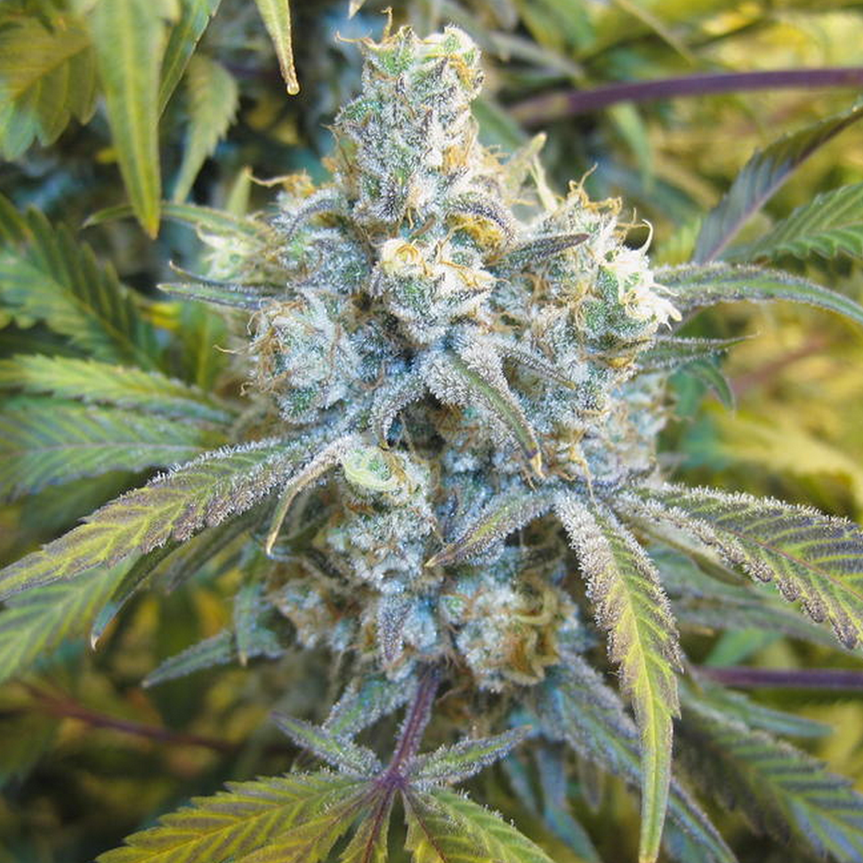 Семена Auto Super Silver Haze feminised Ganja Seeds