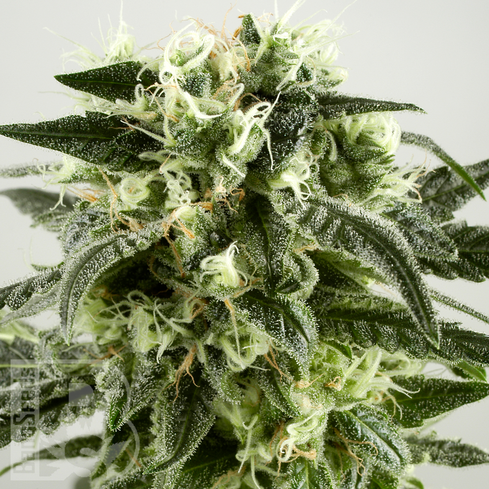 Семена Auto Super Silver Haze feminised Ganja Seeds Семена Auto Super Silver Haze feminised Ganja Seeds