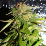 Семена конопли Mohan Ram feminised Ganja Seeds Семена конопли Mohan Ram feminised Ganja Seeds