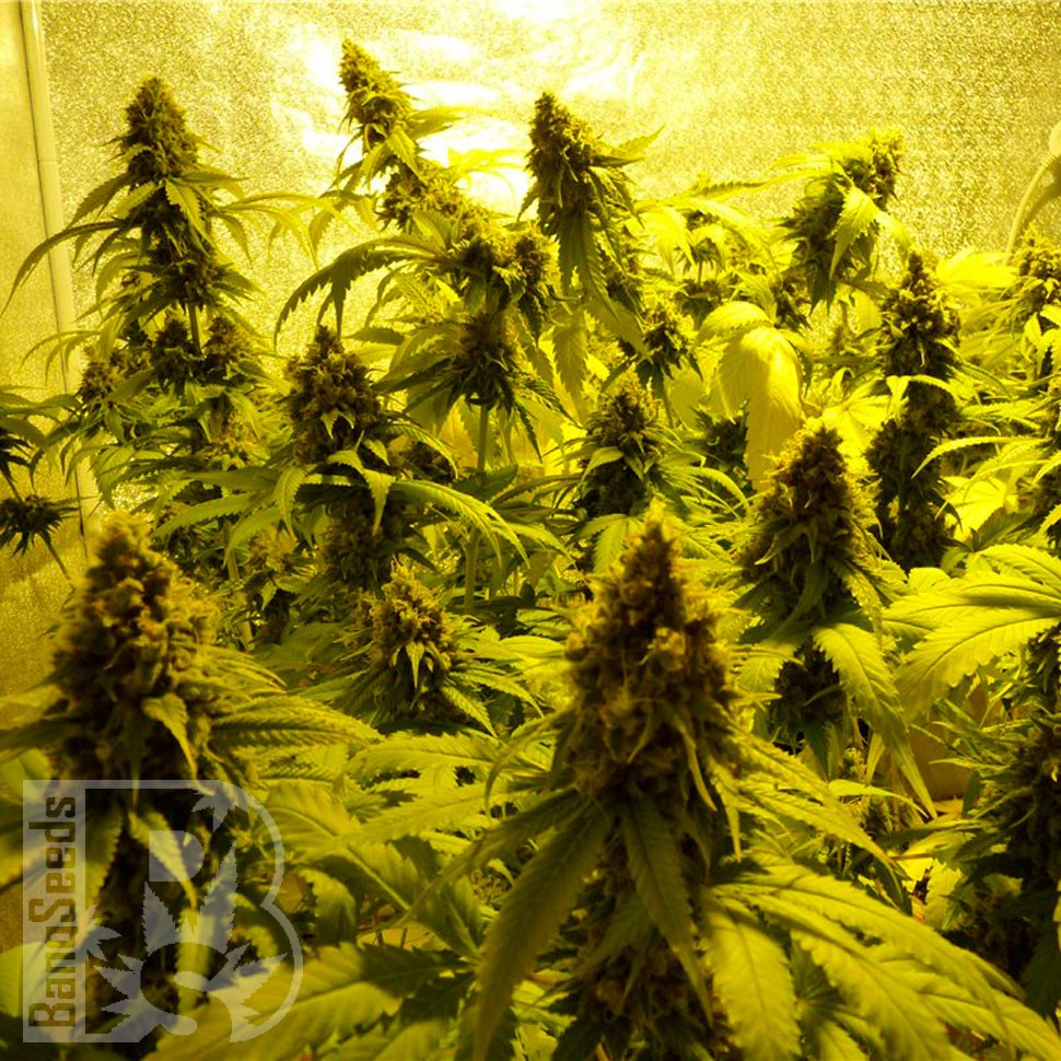 Mohan Ram feminised Ganja Seeds