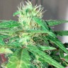 Семки Mohan Ram feminised Ganja Seeds Семки Mohan Ram feminised Ganja Seeds