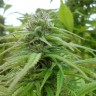 Brazil Sativa feminised Ganja Seeds Brazil Sativa feminised Ganja Seeds