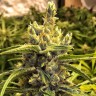 Brazil Sativa feminised Ganja Seeds Brazil Sativa feminised Ganja Seeds