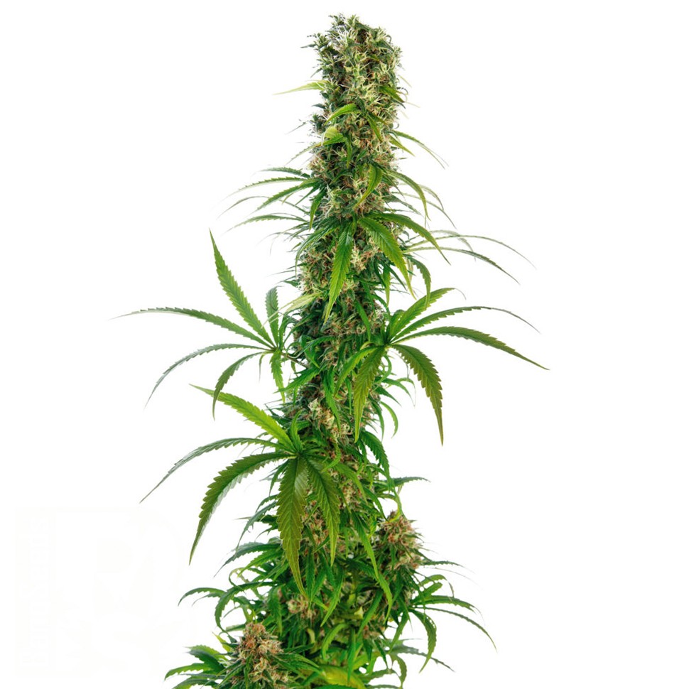 Brazil Sativa feminised Ganja Seeds Brazil Sativa feminised Ganja Seeds