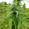 Brazil Sativa feminised Ganja Seeds Brazil Sativa feminised Ganja Seeds