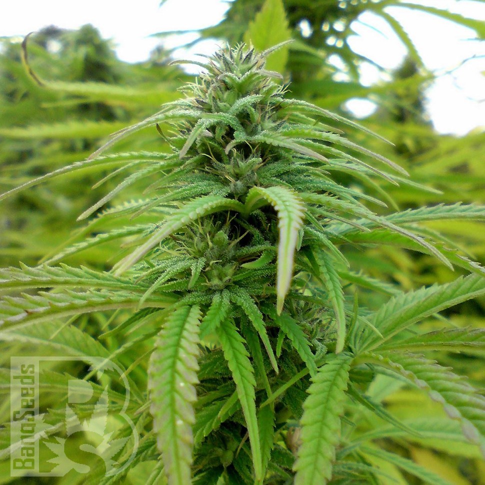 Brazil Sativa feminised Ganja Seeds Brazil Sativa feminised Ganja Seeds