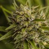 Brazil Sativa feminised Ganja Seeds Brazil Sativa feminised Ganja Seeds