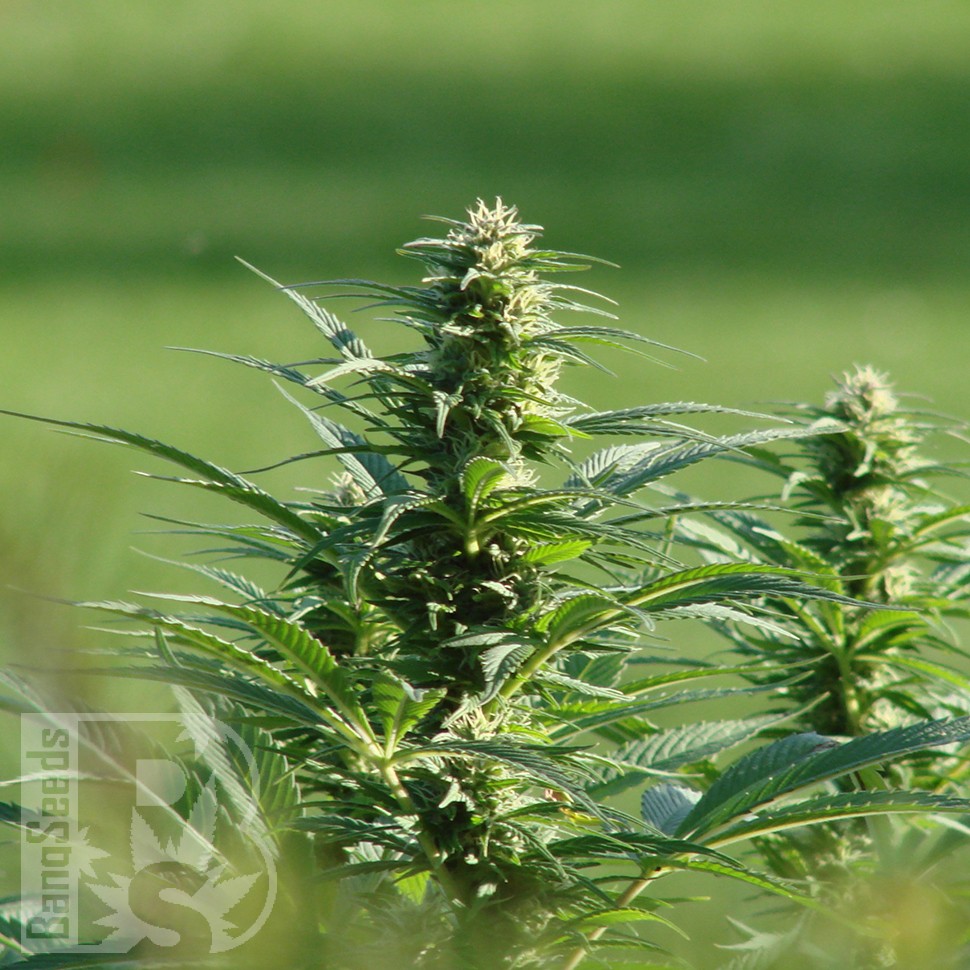 Brazil Sativa feminised Ganja Seeds Brazil Sativa feminised Ganja Seeds