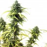 Brazil Sativa feminised Ganja Seeds Brazil Sativa feminised Ganja Seeds