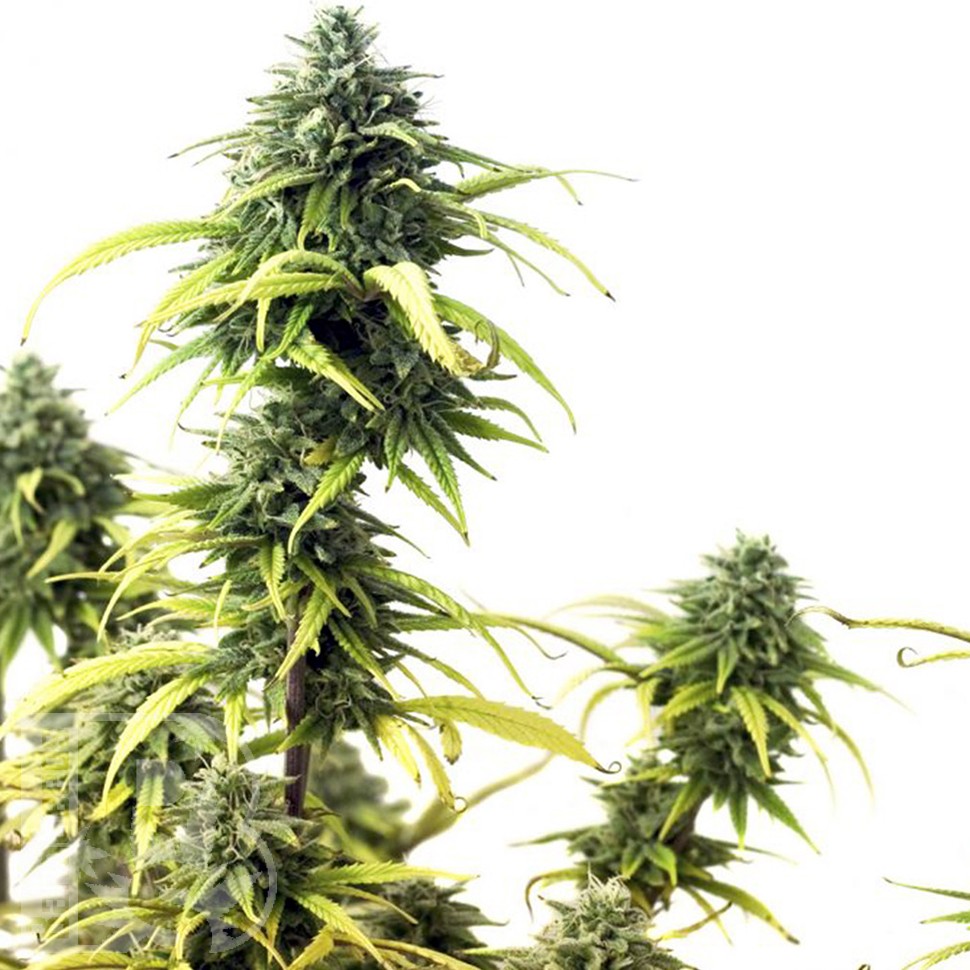 Brazil Sativa feminised Ganja Seeds Brazil Sativa feminised Ganja Seeds