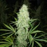 Brazil Sativa feminised Ganja Seeds Brazil Sativa feminised Ganja Seeds