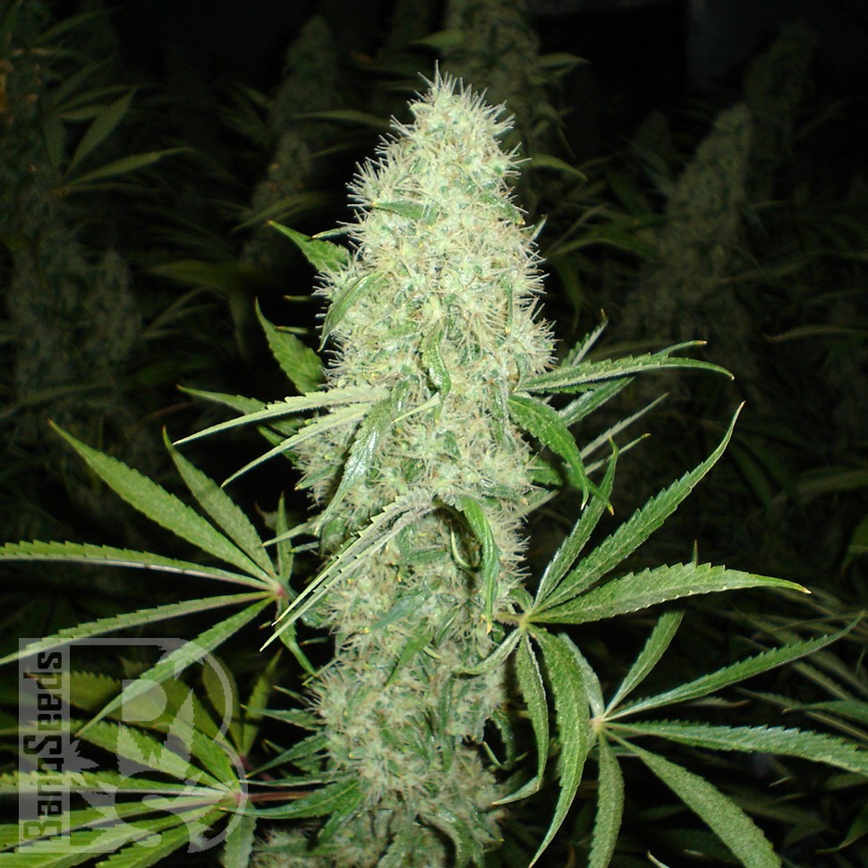 Brazil Sativa feminised Ganja Seeds Brazil Sativa feminised Ganja Seeds