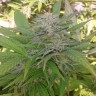 Семена конопли Super Critical feminised Ganja Seeds Семена конопли Super Critical feminised Ganja Seeds