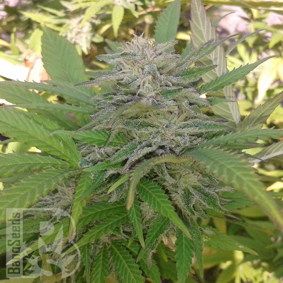 Семена конопли Super Critical feminised Ganja Seeds