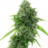 Семена конопли Super Critical feminised Ganja Seeds Семена конопли Super Critical feminised Ganja Seeds