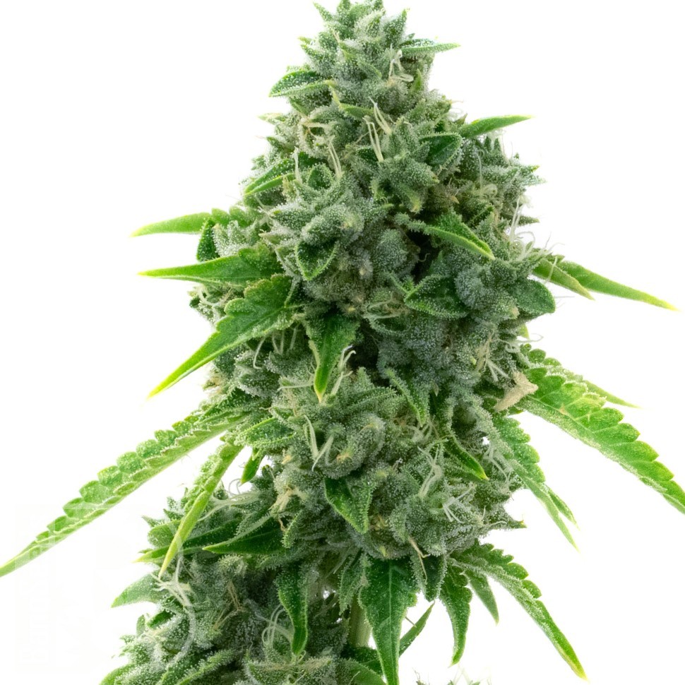 Семена конопли Super Critical feminised Ganja Seeds Семена конопли Super Critical feminised Ganja Seeds
