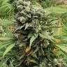 Семена конопли Super Critical feminised Ganja Seeds Семена конопли Super Critical feminised Ganja Seeds