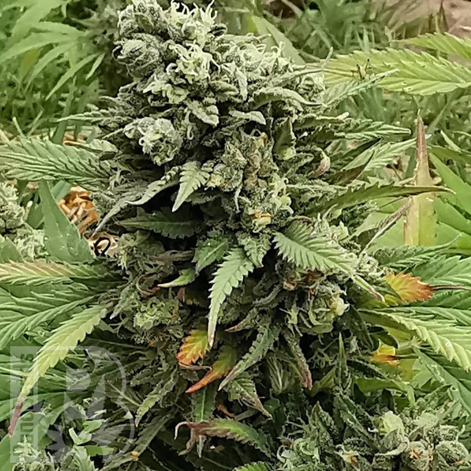 Семена конопли Super Critical feminised Ganja Seeds Семена конопли Super Critical feminised Ganja Seeds