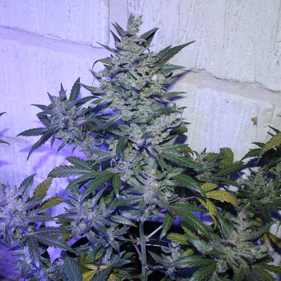 купить семена конопли недорого Auto AK 47 regular купить семена конопли недорого Auto AK 47 regular