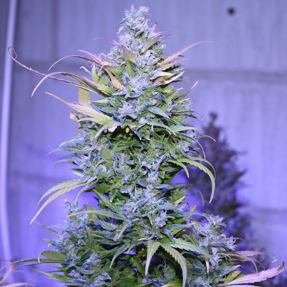 Семена конопли Auto AK 47 regular Ganja Seeds