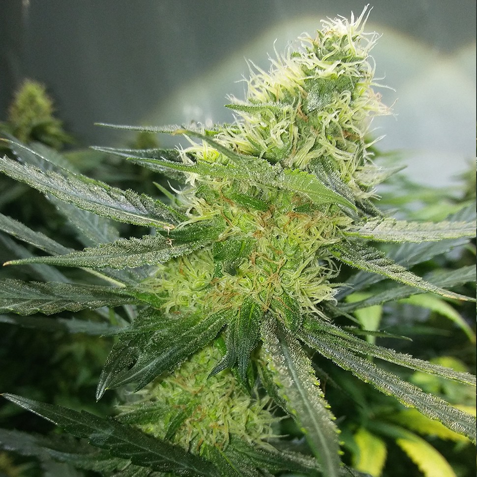 купить семена конопли с доставкой Auto AK 47 regular купить семена конопли с доставкой Auto AK 47 regular