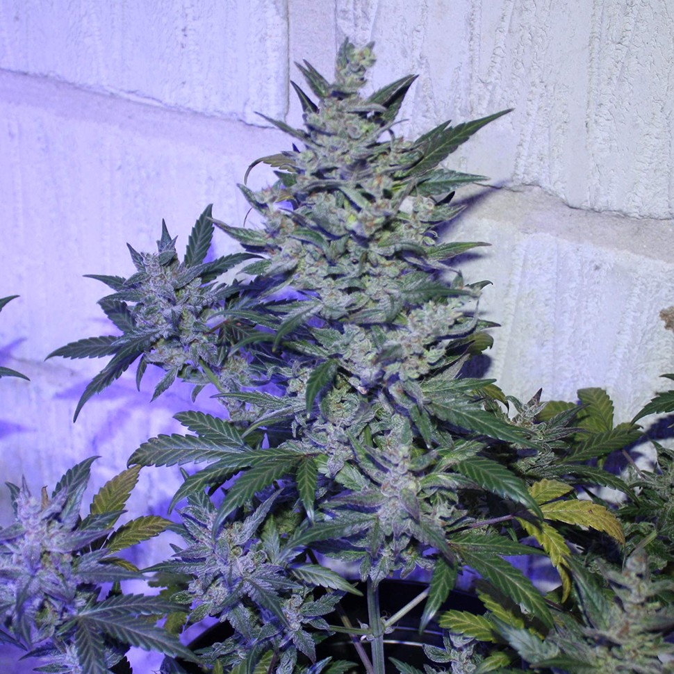 заказать семена конопли Auto AK 47 regular заказать семена конопли Auto AK 47 regular