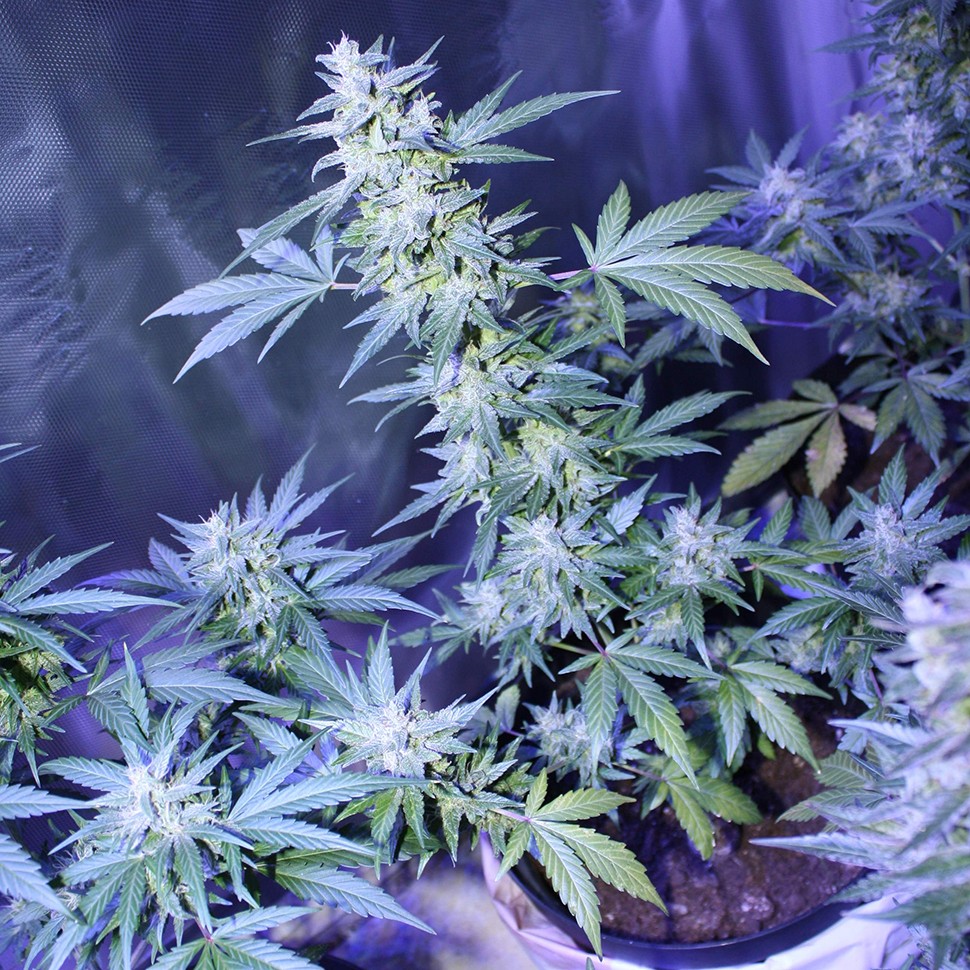 где заказать семена конопли Auto AK 47 regular где заказать семена конопли Auto AK 47 regular