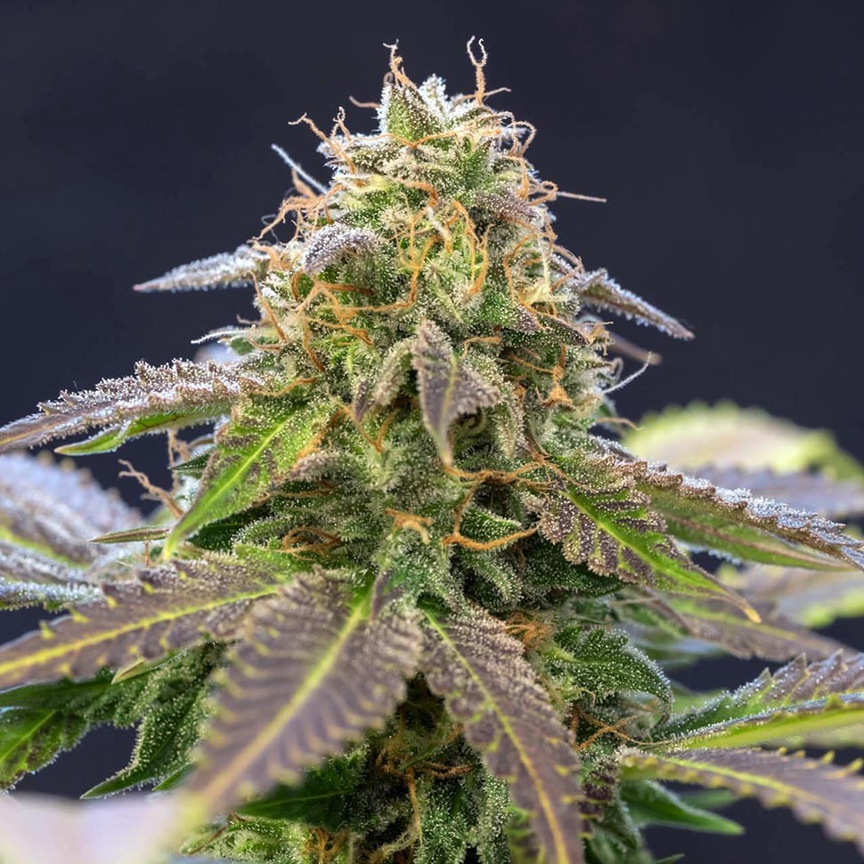 Семена марихуаны Violator Kush feminised Ganja Seeds