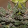 купить мощные семена конопли Violator Kush feminised купить мощные семена конопли Violator Kush feminised