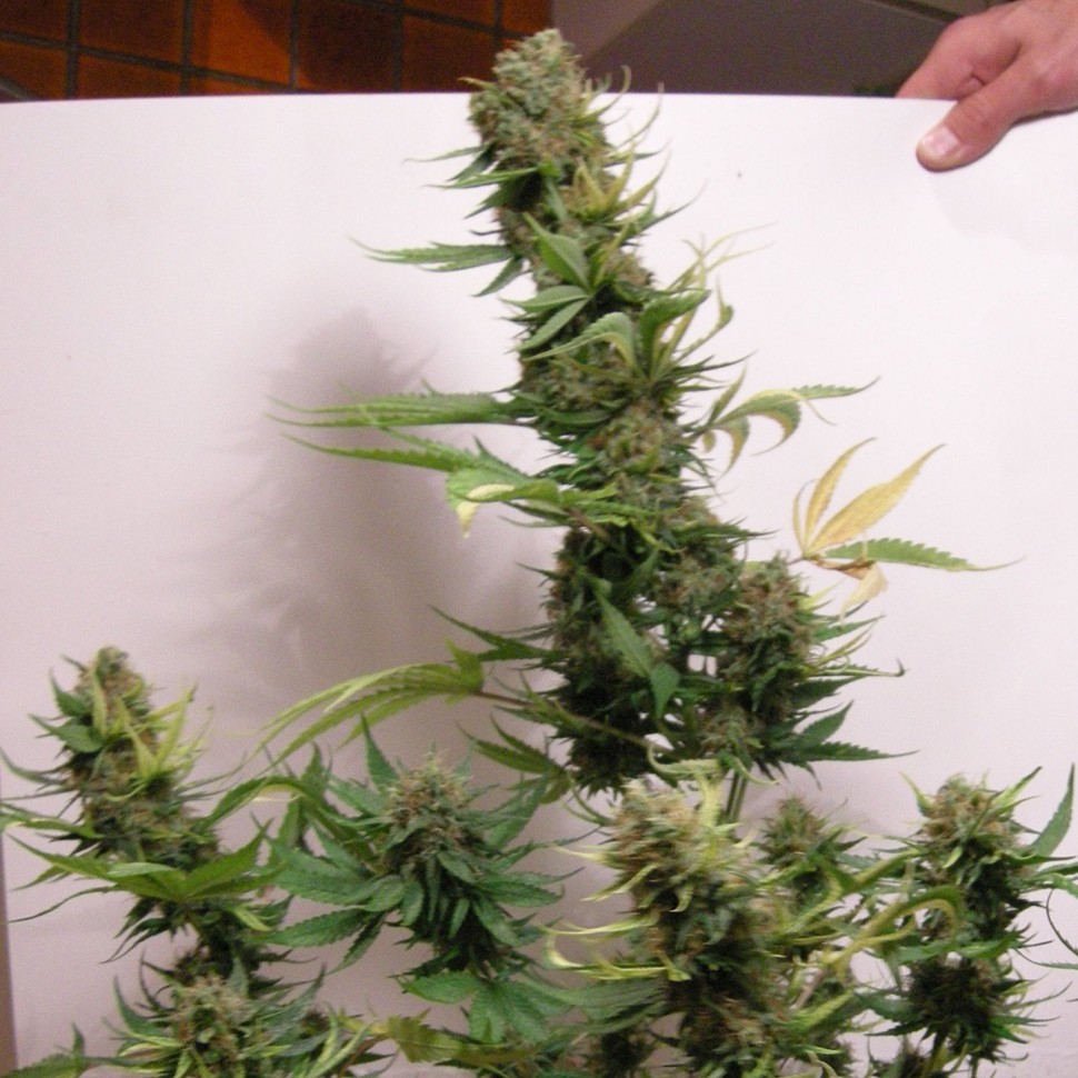 Семена каннабиса AK 47 feminised Neuro Seeds