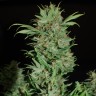заказать хорошие семена конопли AK 47 feminised заказать хорошие семена конопли AK 47 feminised