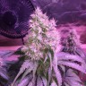 хорошие семена конопли Northern Lights feminised Victory Seeds хорошие семена конопли Northern Lights feminised Victory Seeds