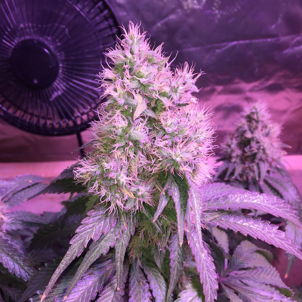 хорошие семена конопли Northern Lights feminised Victory Seeds хорошие семена конопли Northern Lights feminised Victory Seeds